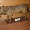 Il lupo